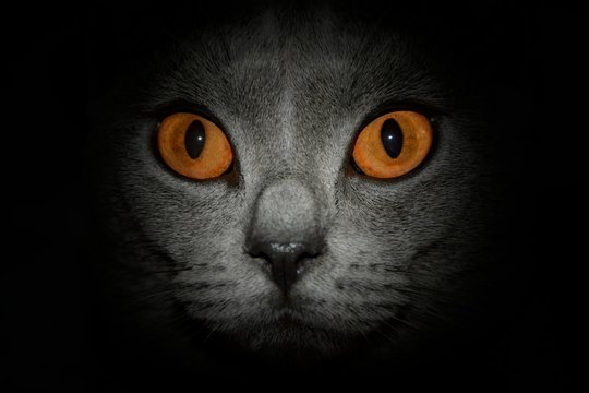 Amber eyes of a cat, close-up with dark outline
