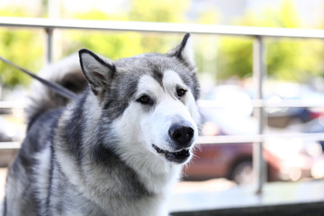 Portrait of cute doggy with black grey white wool walking outdoor. Home pet sitting on leash near shop railing. Animal lovers concept. Blurred background