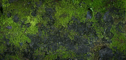 Moss green texture. Moss background. Green moss on grunge texture, background. Long web banner © Anna