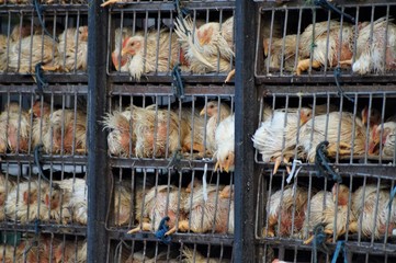 The chickens in the cage. here you can see the transportation of chickens in a small cage