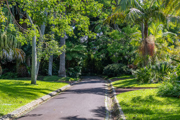 Fototapeta na wymiar Garden in the City of Ponta Delgada, Azores
