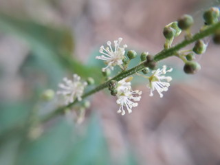 branch of a tree