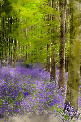Digital watercolor painting of Vibrant bluebell carpet Spring forest landscape