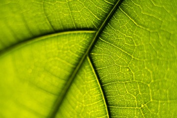closeup of green leaf