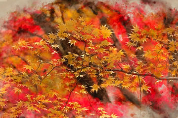 Digital watercolor painting of Beautiful colorful vibrant red and yellow Japanese Maple trees in Autumn Fall forest