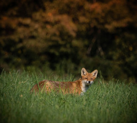 beautiful red fox in woodland meadow , autumnal forest in the background