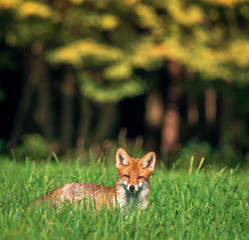 beautiful red fox in woodland meadow , autumnal forest in the background