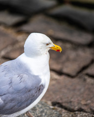 seagull on beach