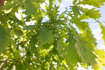 Fototapeta na wymiar Oak leaves. Spotty sunlight illuminated on oak leaves gives green shades of light and shade in the spring forest. Young leaves