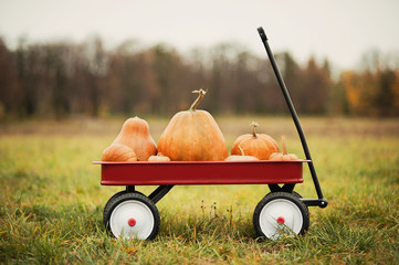 Red wagon with a lot of pumpkins for halloween or thanksgiving. - Powered by Adobe