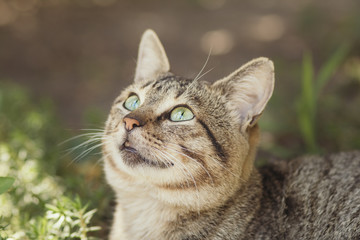 portrait of a fat striped cat looking up on a background of green plants, pet walking outdoors, funny animals on nature