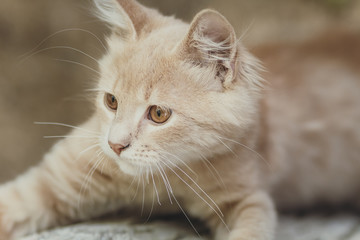 cute red kitten lying in the yard, the cat playing in nature