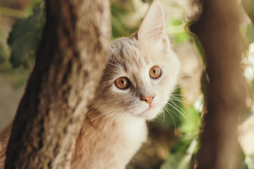summer portrait of a beautiful ginger cat walking on nature, brown-eyed kitten plays hiding behind a grape branch