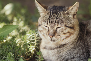 portrait of cat dozing in garden, pet walking outdoors, funny animals on nature