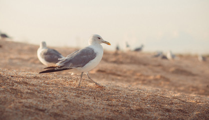 cormorant walks along the sand in search of food, flock of birds on seashore, animals wildlife