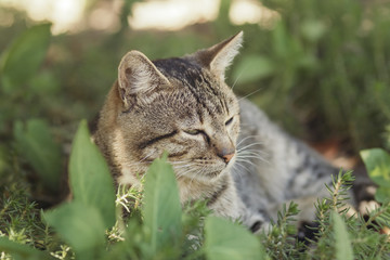 portrait of a sleepy cat on a background of green plants, pet walking outdoors, funny animals on nature