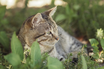 profile of striped cat lying in garden, pet walking outdoors, funny animals on nature
