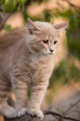 Naklejka na ściany i meble cute confused cat on tree branch , funny animals, kitten walking outdoors