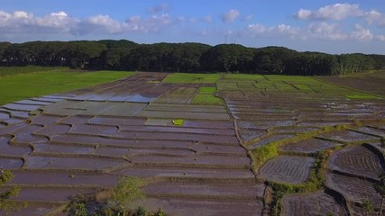 Rice fields in Java island, Indonesia