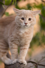 cute cat climb on tree cuddled ears in fear and looking at the camera, funny animals, kitten observing garden