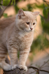 Naklejka na ściany i meble cute confused cat on tree branch , funny animals, kitten walking outdoors