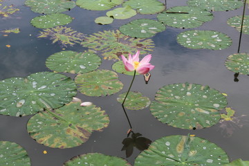 lotus blossom