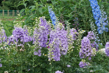 Fototapeta premium Delphinium Centurion Lavender F1 and Centurion sky blue