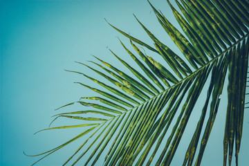 Coconut palm tree foliage under sky. Vintage background. Retro toned poster. - 290239259