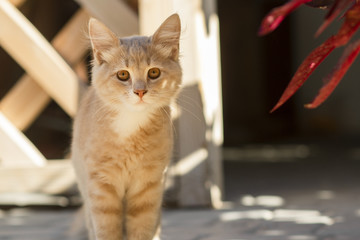 cute ginger kitten sits near wooden arbor in the yard, cat walking outdoors, lovely pets