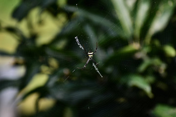 Spider on a Web