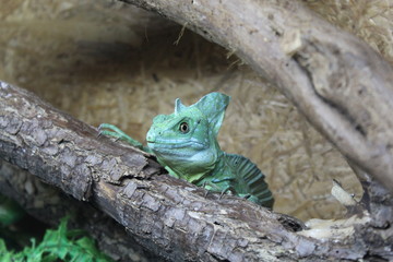 green lizard
