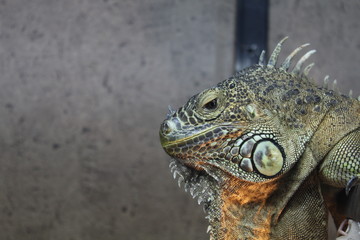 green iguana