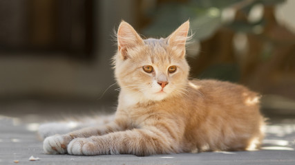 Fototapeta na wymiar portrait of cute ginger kitten lying in the yard, cat walking outdoors, lovely pets on nature