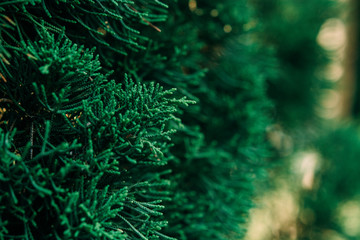 Christmas background. Green fir tree.