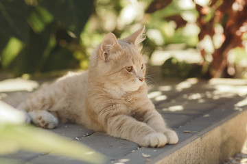 portrait of cute ginger kitten lying in the yard, cat walking outdoors, lovely pets on nature