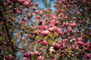 Flowers of pink magnolia. Magnolia tree blossom