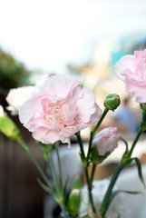 Fototapeta na wymiar pink carnation in a vase