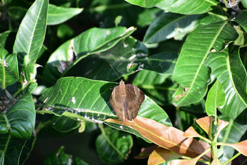 Butterfly on a Leaf