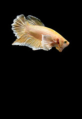 Betta fish yellow gold dumbo halfmoon plakat, Siamese fighting fish on isolated black background.