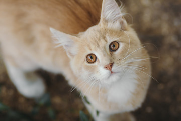 Naklejka na ściany i meble portrait of cute ginger kitten top view, cat walking outdoors, pet face with brown eyes looking up at the camera