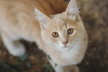 Naklejka na ściany i meble portrait of cute ginger kitten top view, cat walking outdoors, pet face with brown eyes looking up at the camera