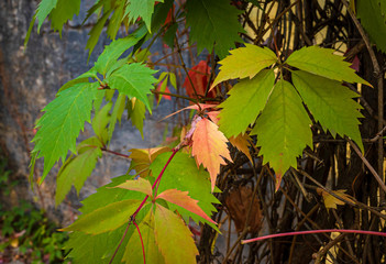 Parthenocissus quinquefolia bush in September