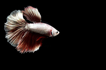 Betta fish from Thailand in isolated with black back ground
