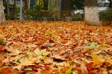 fallen autumn leaves. yellow leaves on the ground and branches