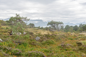 Wunderbare Heidelandschaft auf dem Høgkuppen bei Ålesund