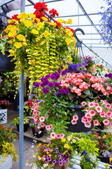 Fototapeta na wymiar Yellow, pink and purple petunia flowers in flowerpots