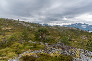 Fototapeta na wymiar Wunderbare Heidelandschaft auf dem Høgkuppen bei Ålesund