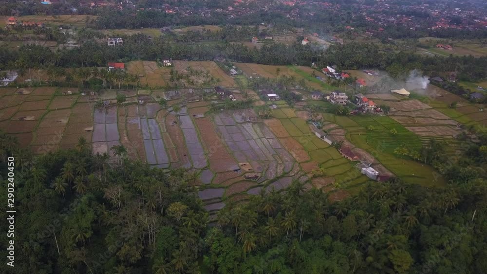 Wall mural Rice fields near Ubud, Bali island, Indonesia