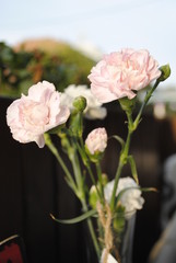 pink carnation in a vase