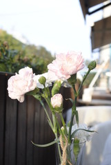 pink carnation in a vase
